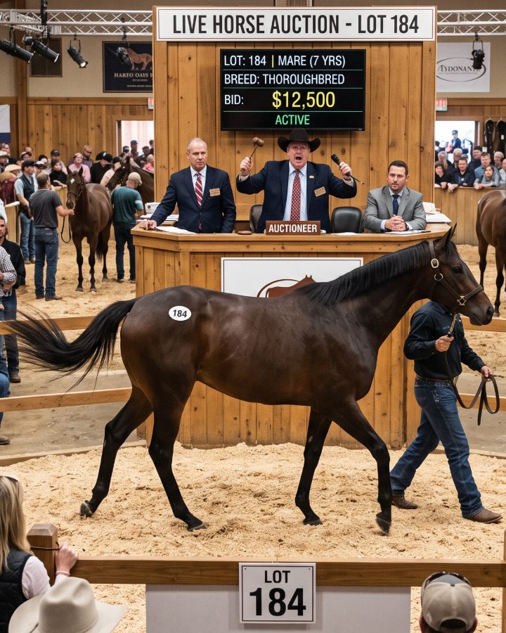A bay Thoroughbred mare led through the sale ring at a live horse auction, with the auctioneer and bidders watching